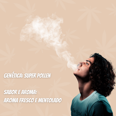 Haxixe de CBD Super Polen