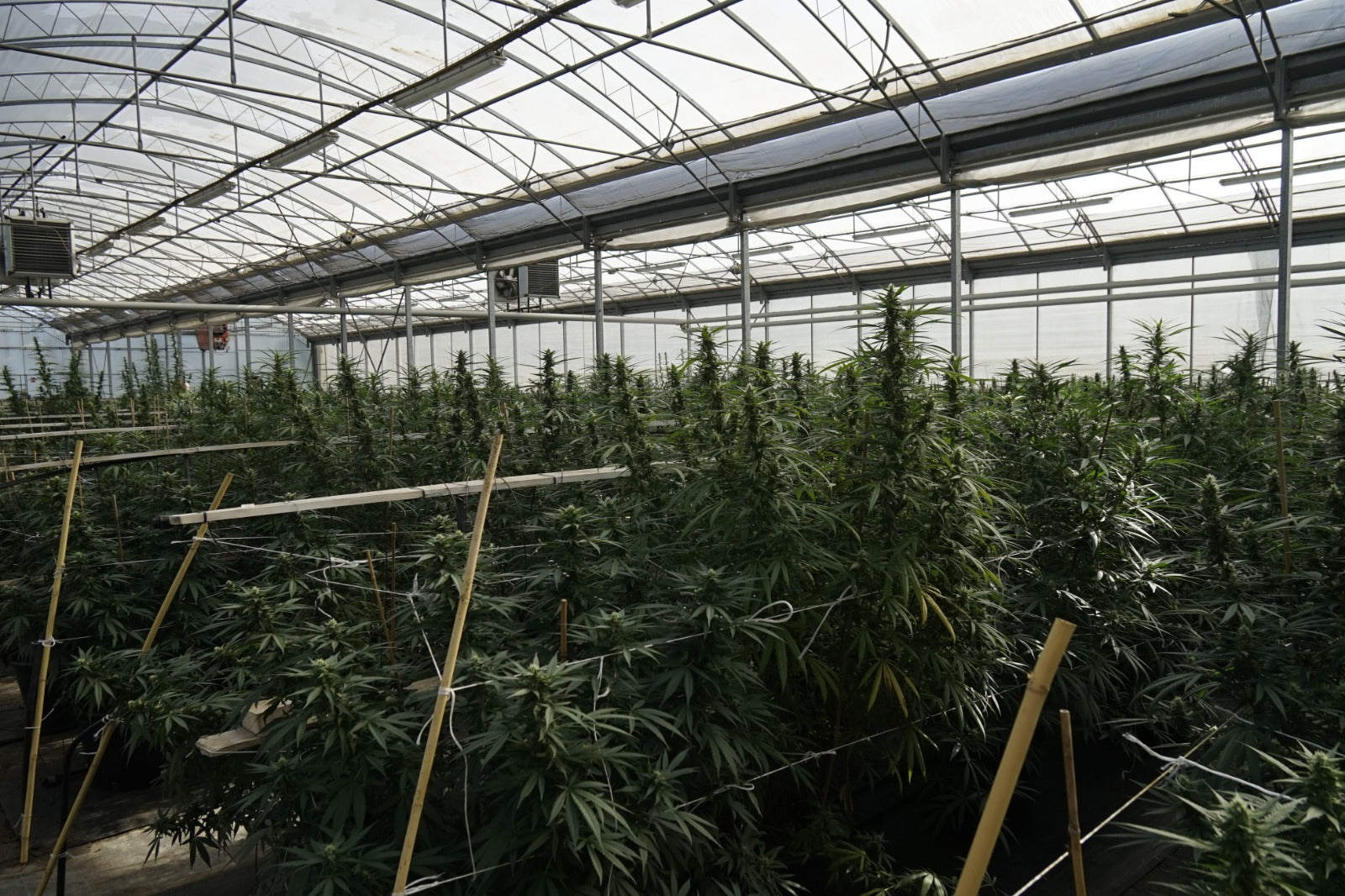 Como explicar aos teus pais a diferença entre Cânhamo e Marijuana? Image