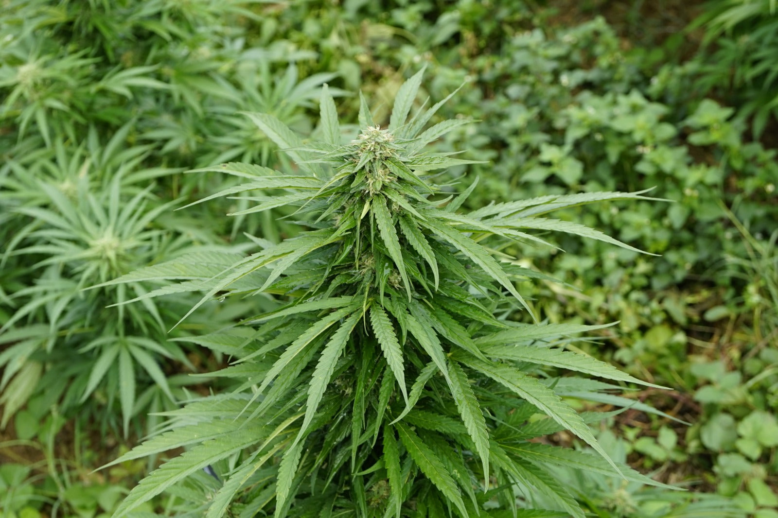 canabis cbd tabu strain casta plantaçao flores Imagem