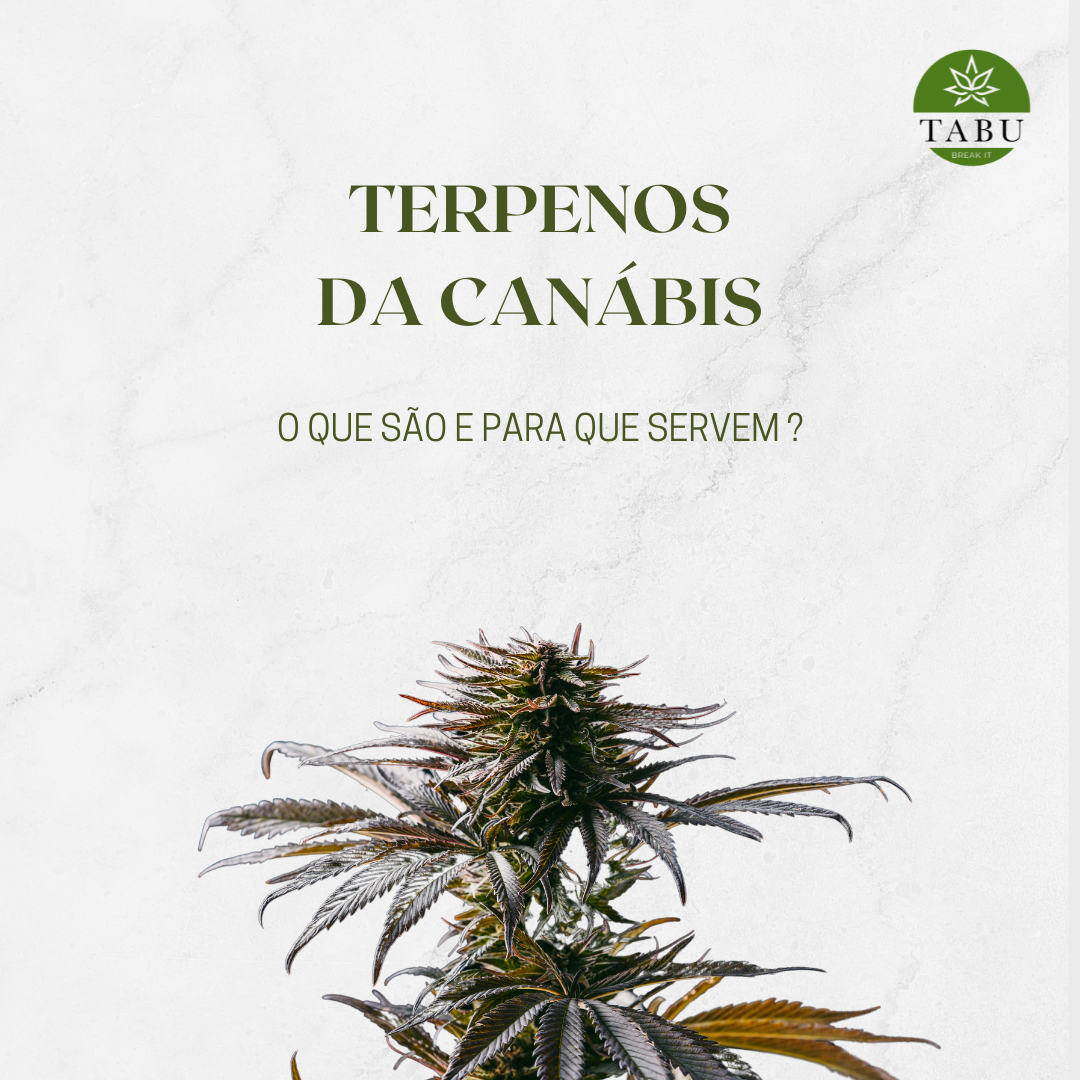 Cannabis Terpenes – What are they and what are they for? – TABU CBD