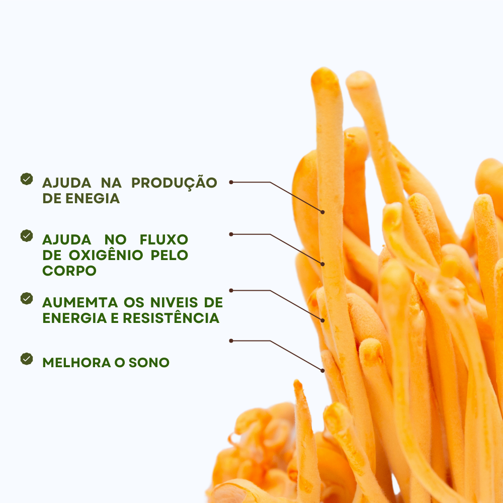 Cordyceps Militaris - Increases Energy and Stamina (replaces coffee)