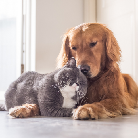 10% Full Spectrum Hemp Oil for Pets