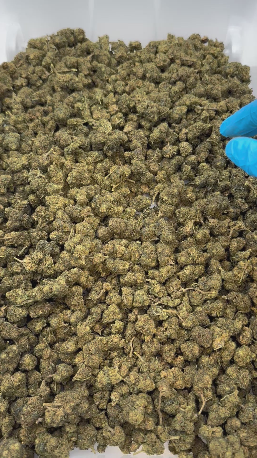 Flor de 10-OH White Widow Premium Strong 50%, 3 g