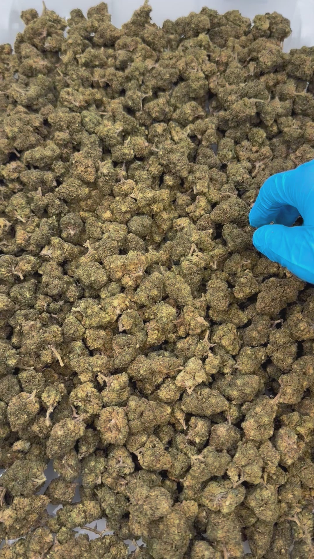 Flor de 10-OH Lemon Haze Premium Strong 50 %, 3 g